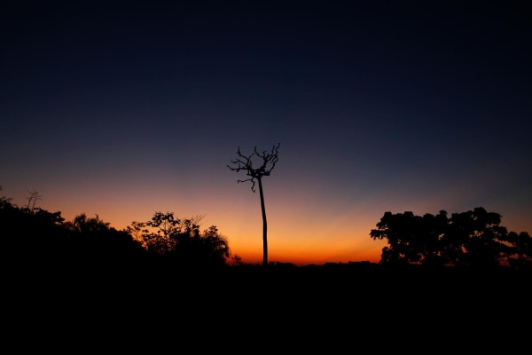 A dying Brazil Nut tree alongside the Transoceanic highway that connects Brazil to Peru