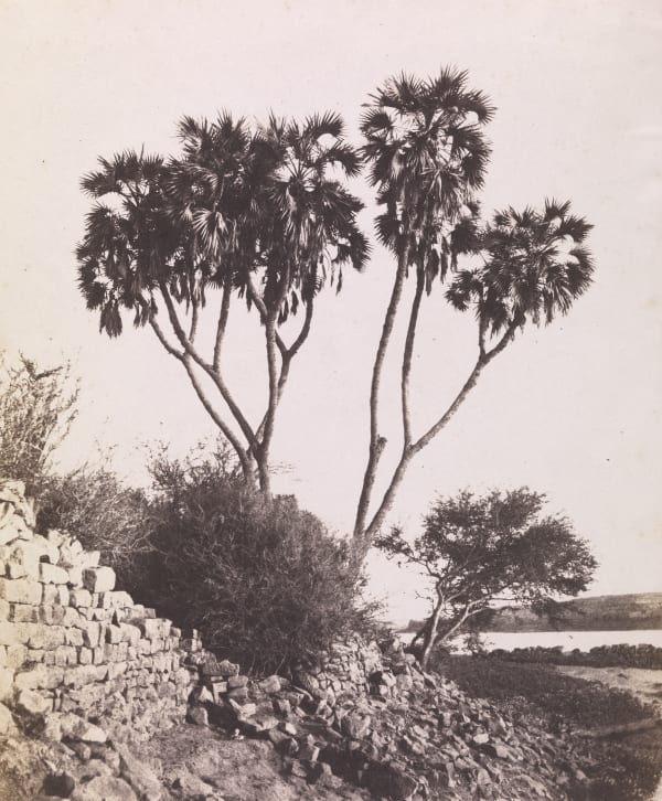 Félix Teynard, Acacia and Mimosa