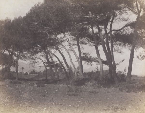 Charles Nègre, Study of Trees, c. 1854