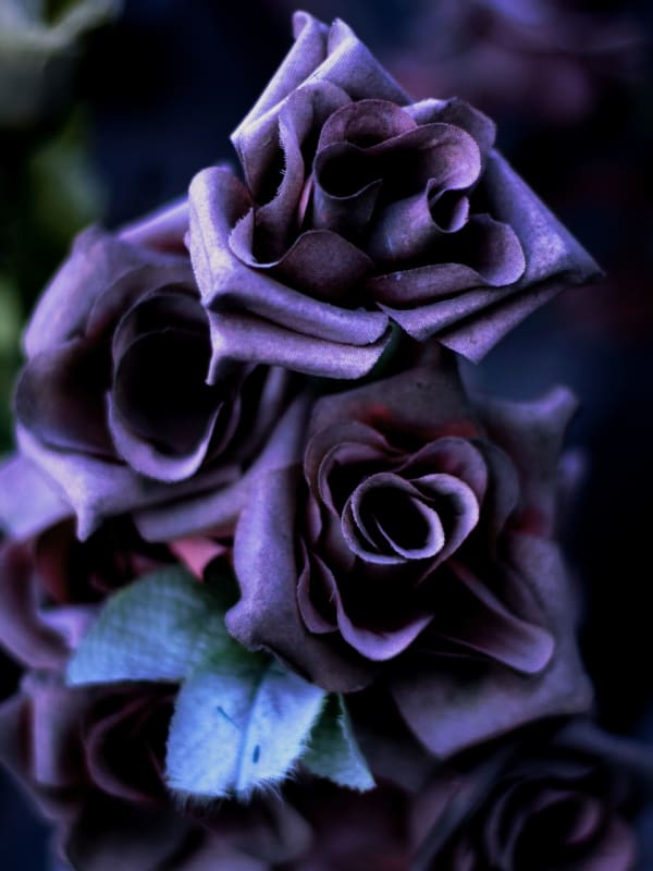 CLINTON HAYDEN, Permanence (Roses II), 2013