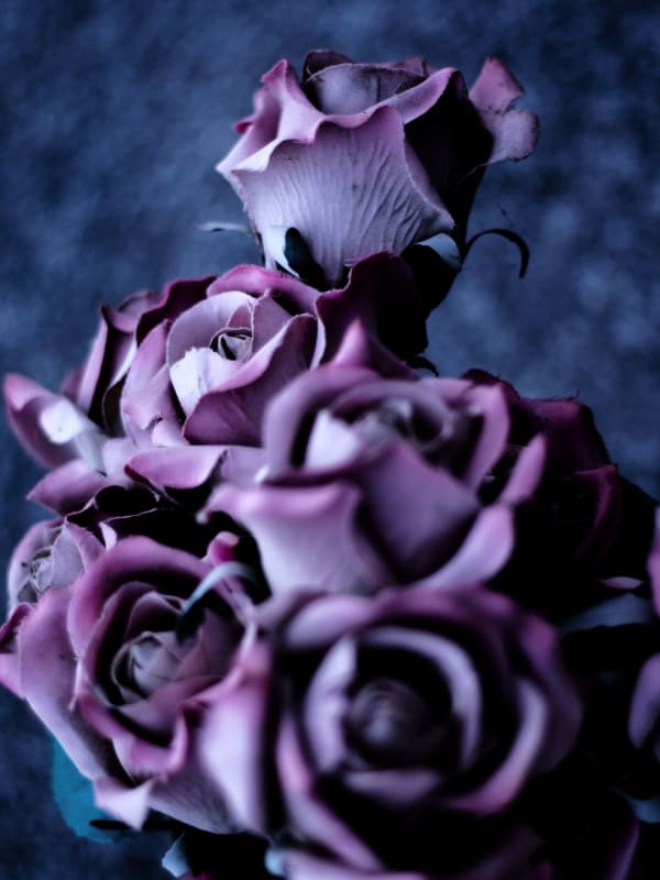 CLINTON HAYDEN, The River (Roses), 2013