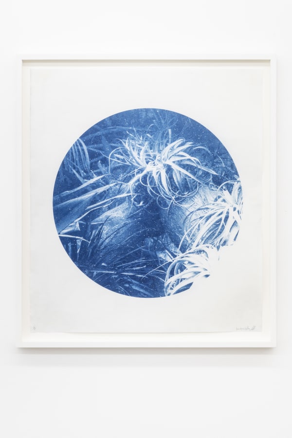 KRISTINA CHAN & ITAMAR FREED, Aloe Vera II, 2019