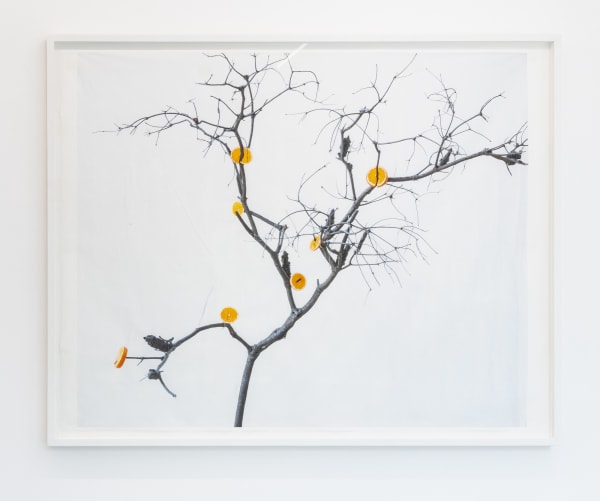 KRISTINA CHAN & ITAMAR FREED, Orange Tree, 2019