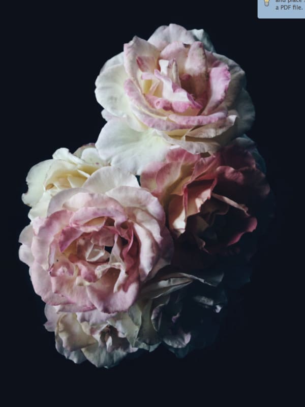 CLINTON HAYDEN, The Garden, 2015