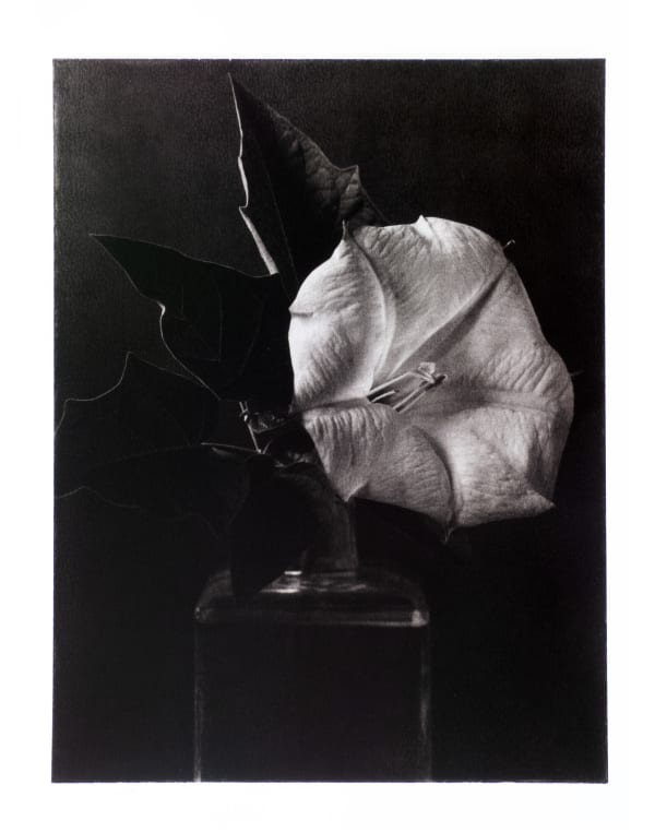 a black and white photo of a flower in a vase
