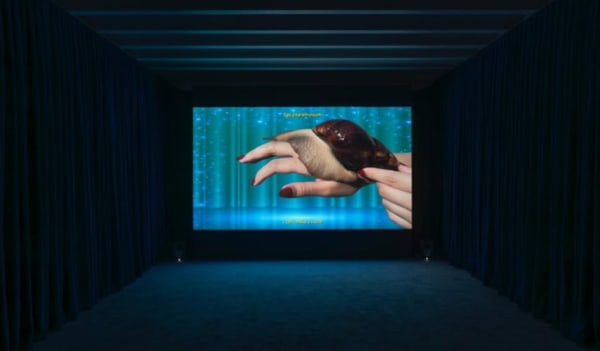 unlimitedrag - Desert Hyacinth