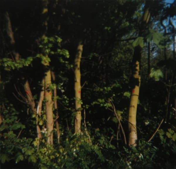 Stephen Gill - Archaeology in Reverse, 2006