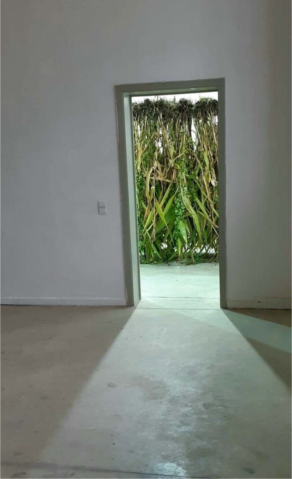 Laurence Petrone, Qui me dirige / 2021-2 (mid-term jury, Royal Academy of Fine Arts, Antwerp) corn plants copper, steal, steel, rope, turmeric