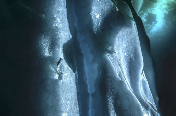 PETIT POISSON SUR LA GLACE 2015 - 40 x 60 cm Mer Adélie