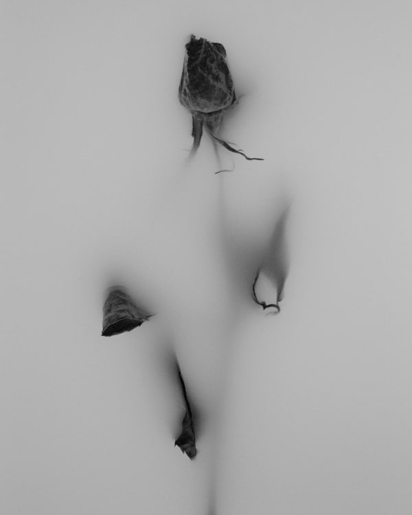 Lowe H Seger, Fraudulent Hope , 2024
