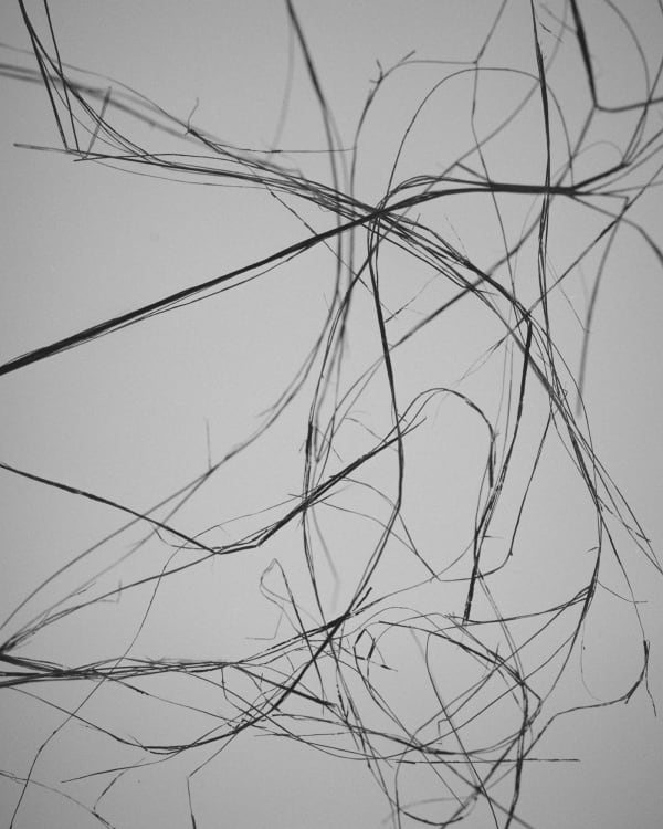 Lowe H Seger, Prisoners Dilemma, 2024