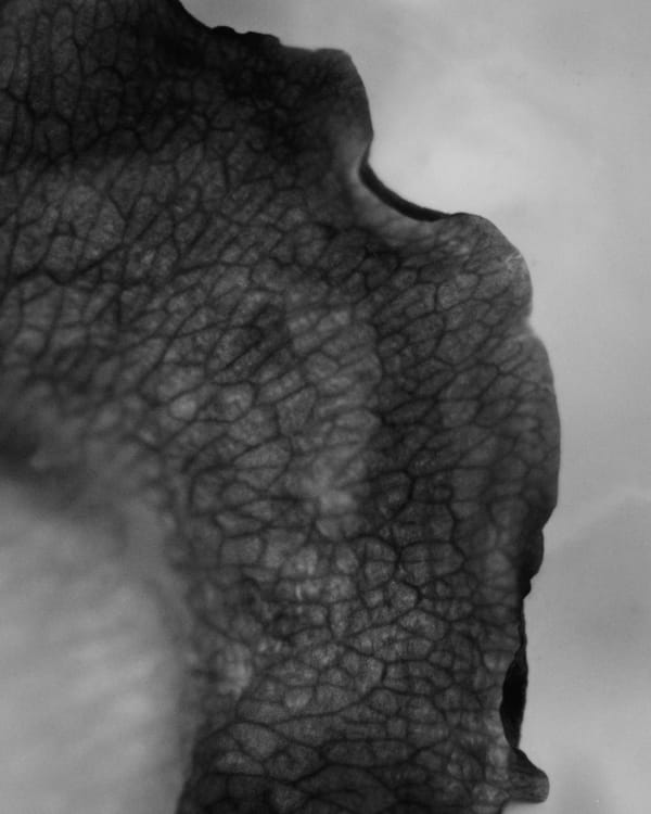 Lowe H Seger, The New Mother of Nature , 2024