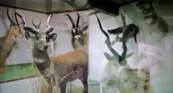 Amy O'Neill Joe's, 2011 16 mm film to HD video 5:57 min