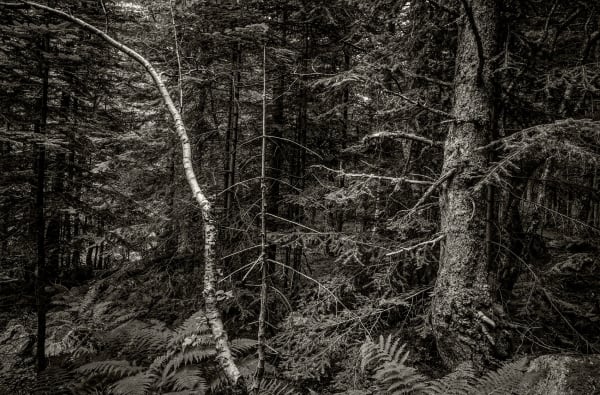 #009WSF A Glimpse to Wabi-Sabi " Into the Forest "