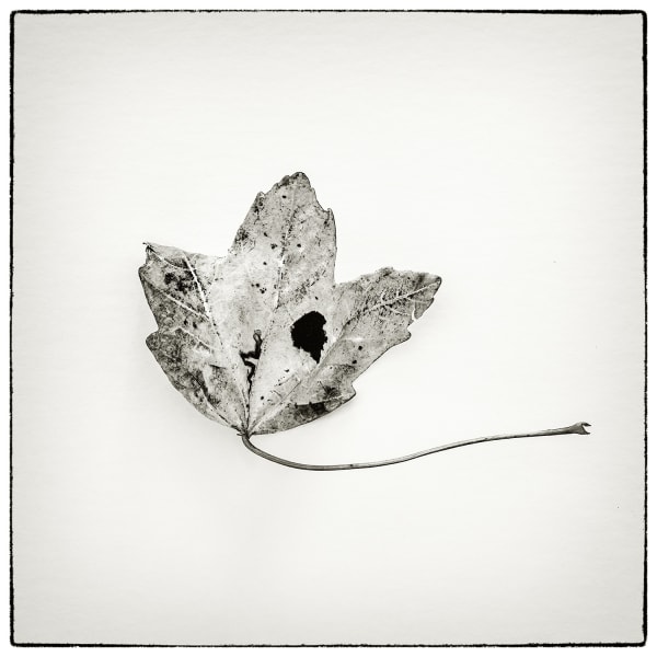 #008WSO A Glimpse to Wabi-Sabi " Out of the Forest "