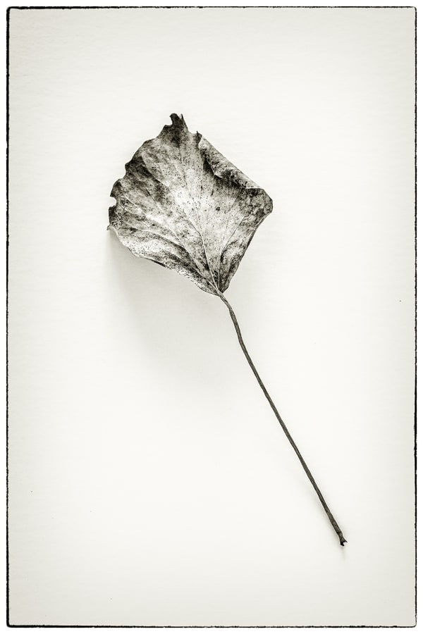 A Glimpse to Wabi-Sabi: 'Out of the Forest'