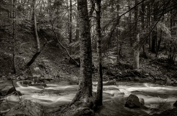 #007WSF A Glimpse to Wabi-Sabi " Into the Forest "