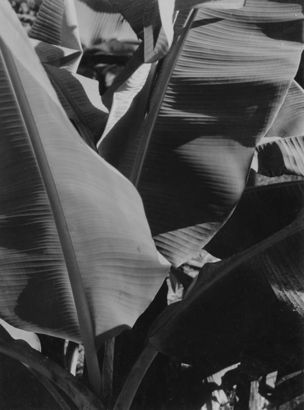 Banana Plant, New Guinea, 1943