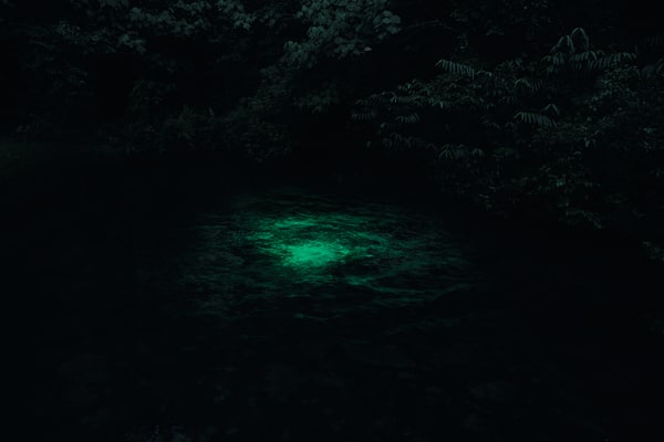 Robert Zhao Renhui, [plate 37] Glow in the dark Fish at Sunset, 2013