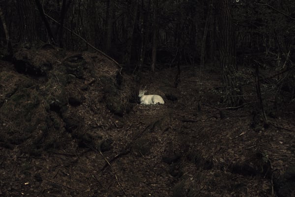 Robert Zhao Renhui, [plate 41] “Bioluminescent Deer” from “A Guide to the Flora and Fauna of the World”, 2013