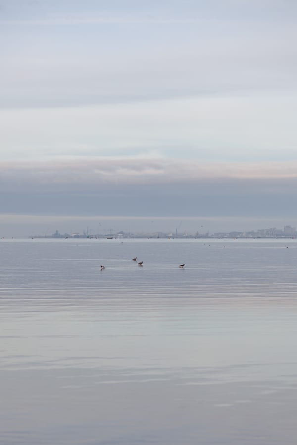 Oyster Catchers and Curlew. Harbour at dawn with wading birds. Poole Harbour, England, UK. Prints of nature. By movement photographer Simon Tomkinson.