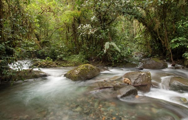 Los Cedros, the ‘Forest of Cedars’, in Ecuador is protected under nature’s rights law. Credit: Minden Pictures/Alamy