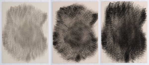 Helianthus 12, Set of 3, Lithograph on Somerset Paper, 76.2 x 55.8 cms each, 2004