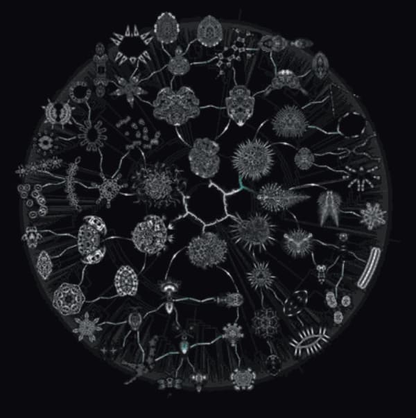 Rohini Devasher, Bloodlines, 2009