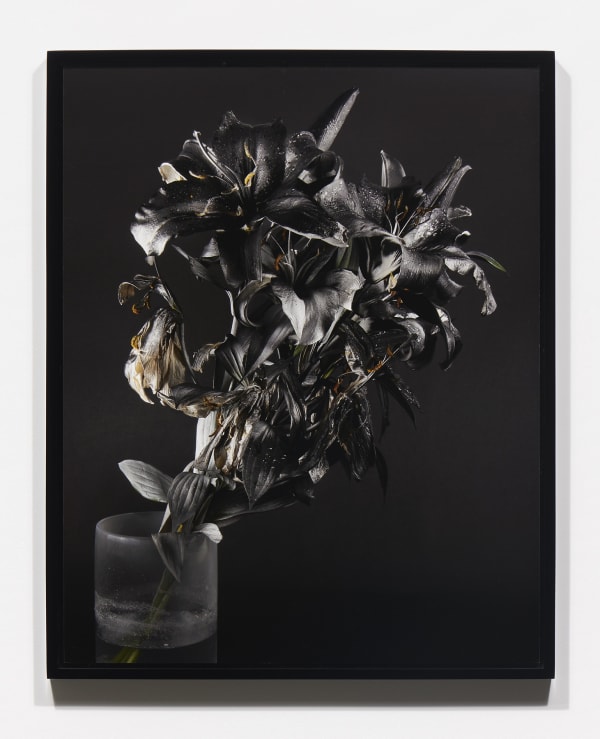 Stephanie Syjuco, Blackout (Krylon ColorMaster Gloss Black on White Oriental Lillies Sprayed Gloss White) in the series "Hard Light", 2019.