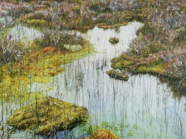 Wetland