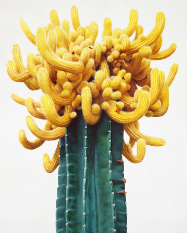 Cactus
