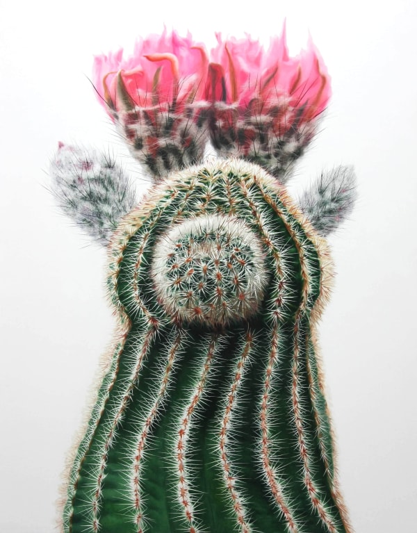 Cactus No.82