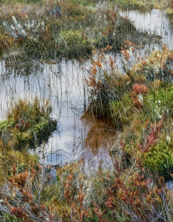 Wetland