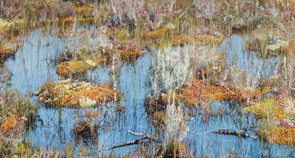 Wetland