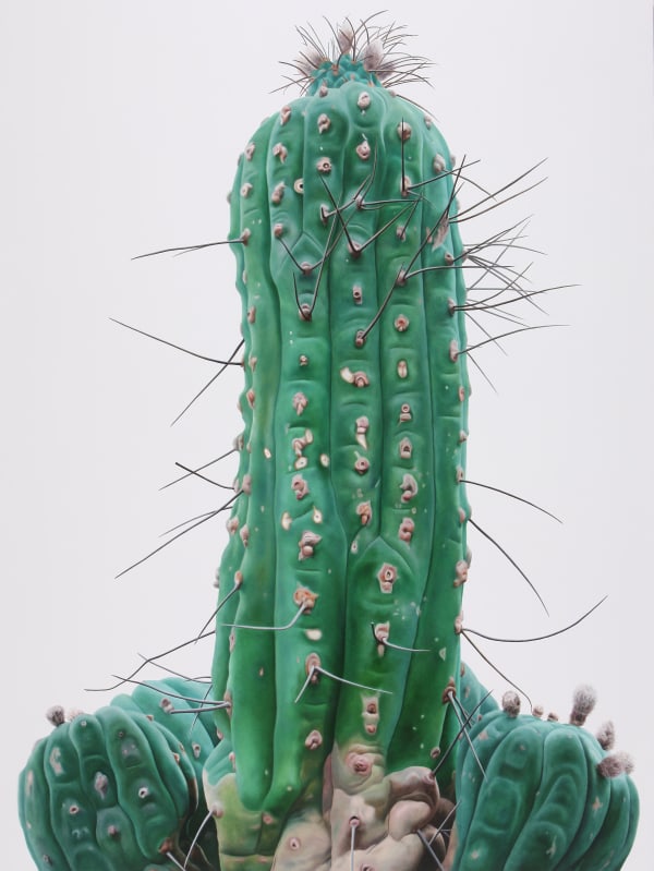 Cactus