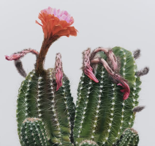 Cactus