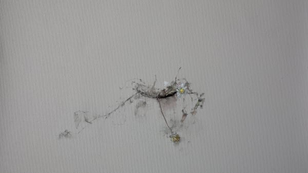 Reopening, Blackbirds, Nathan Ford., 16 April 2021