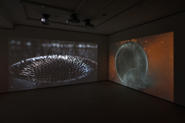 Hicham Berrada | Les Fleurs