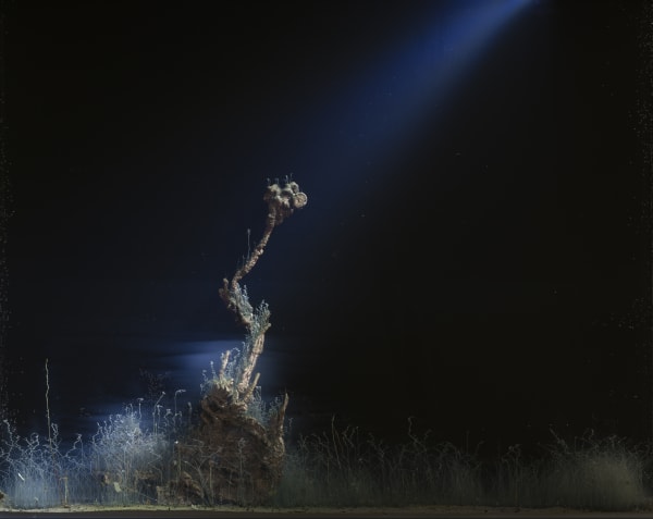 Hicham Berrada | Enclosed Natures