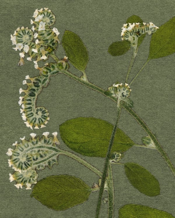 FLORE - FL-9355 Nuit sans lune, 2025