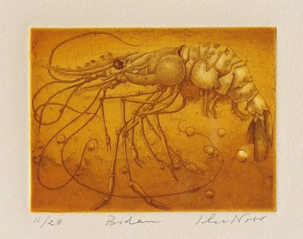 “Bidan” from Ilse Noor’s Prawn series.