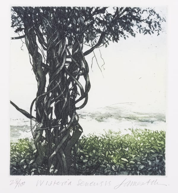 James Allen SRUA, Wisteria Sinesis