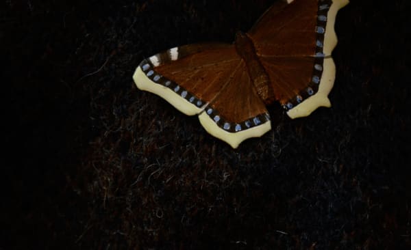 Jutta Klingebiel Flutter