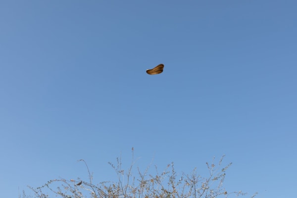 Leo Marz, Installation view, "Futuristic Flower," PEANA, Mexico City, Mexico, 2022
