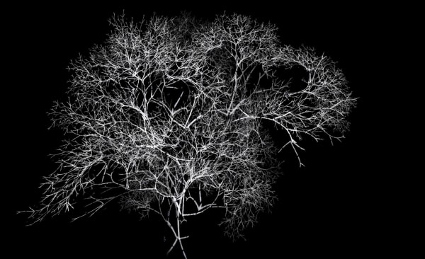 Rohini Devasher, Arboreal, 2011