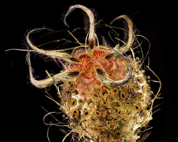 Rohini Devasher, Archetype I, detail, 2007