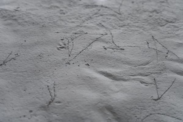 Celine Aoun Marfa 31