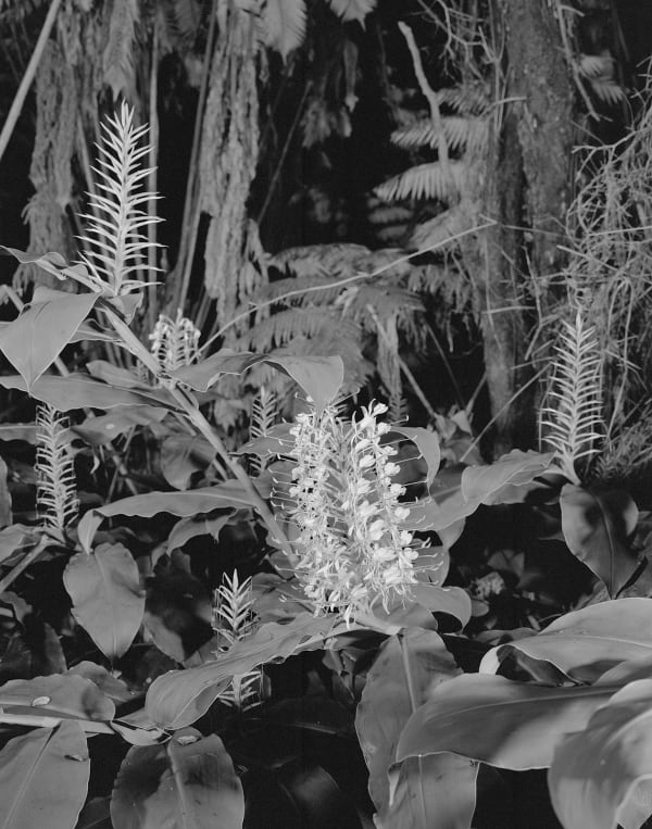 Kahili Ginger, Volcano Village, Hawai'i, 2017 Selenium Toned Silver Gelatin Print, 20x16" Edition of Three