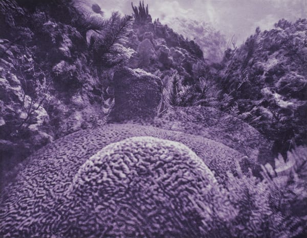 Brain Coral Multiple, Key Largo, Florida, 2014 Photogravure on Hahnemühle Copperplate Paper Size 20x23", Plate Size 13x16.5" Edition of 20 Printed by Lothar Osterburg in 2025