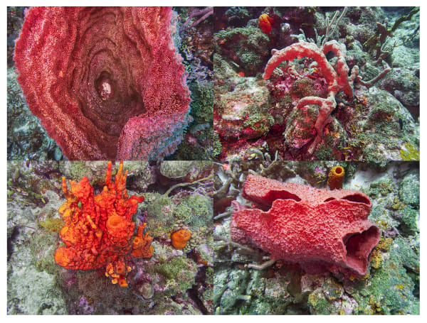 Sponge Grid, Barbados, 2026 Archival Pigment Print, 17x21" Edition of Three